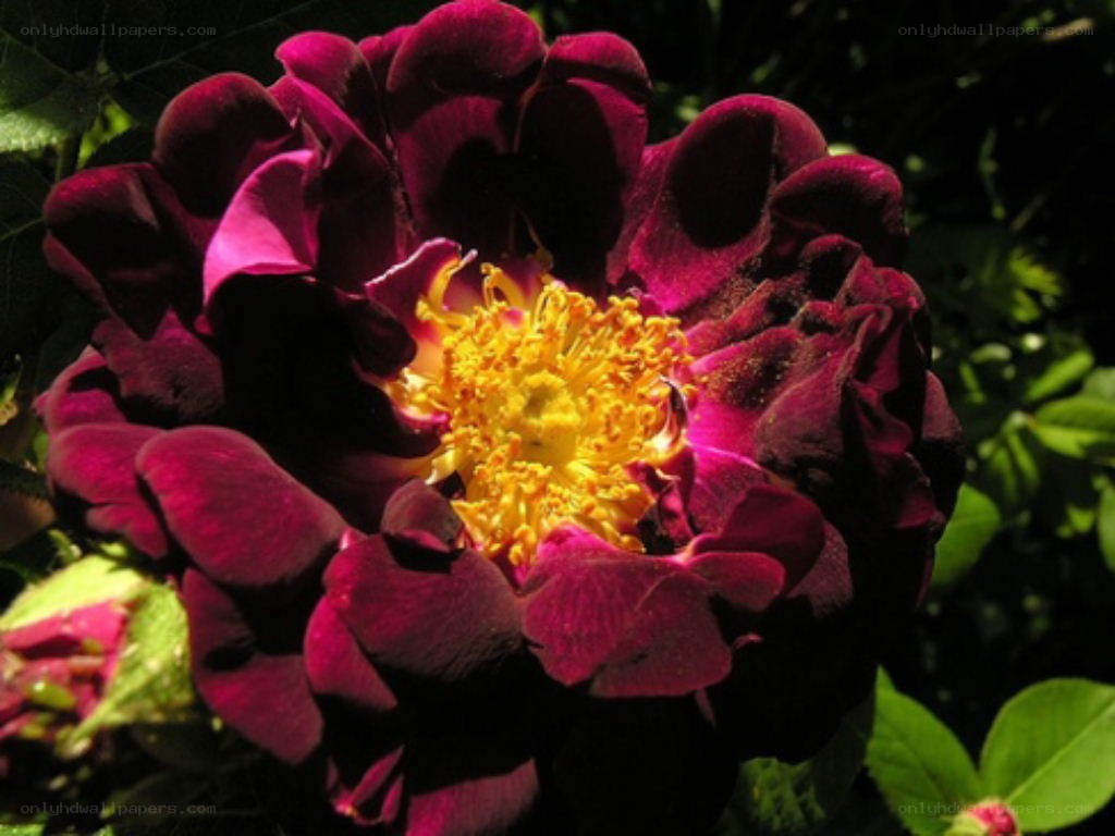 dark purple rose with yellow center