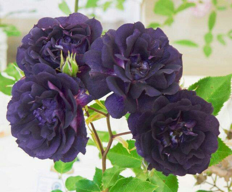Dark Purple Roses — Calm