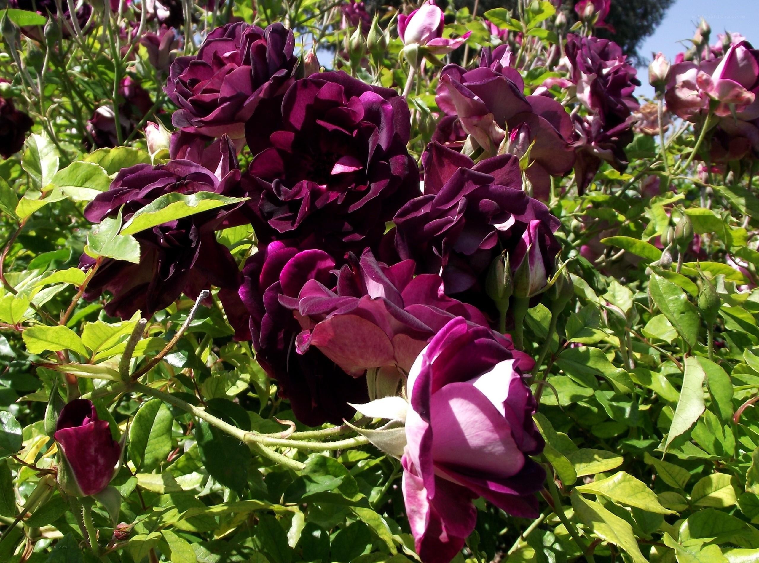 Dark purple roses in bloom