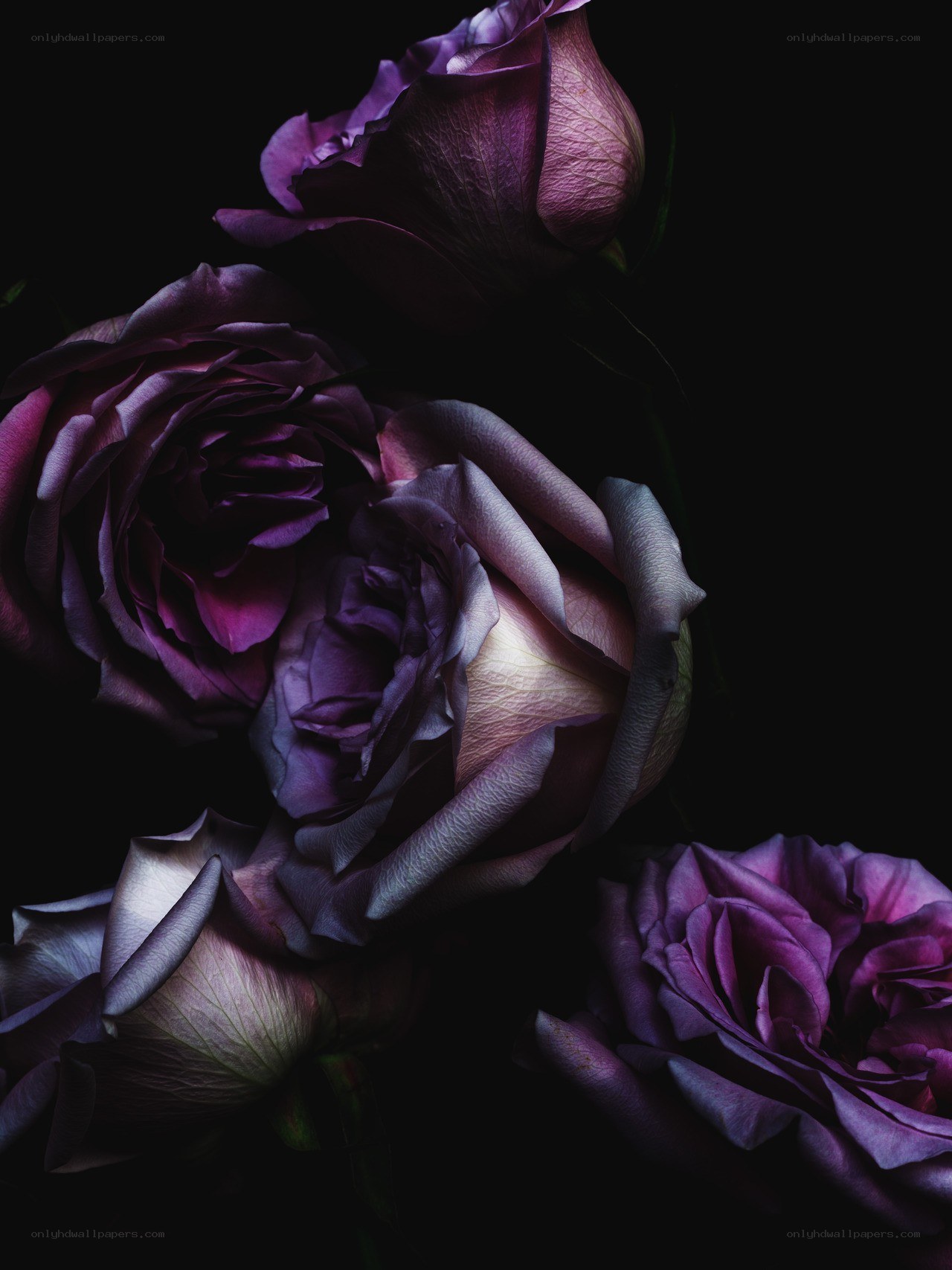 Dark purple roses in shadow