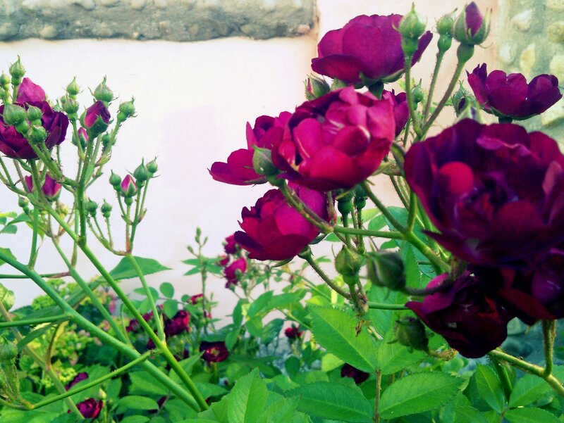 Dark Purple Roses