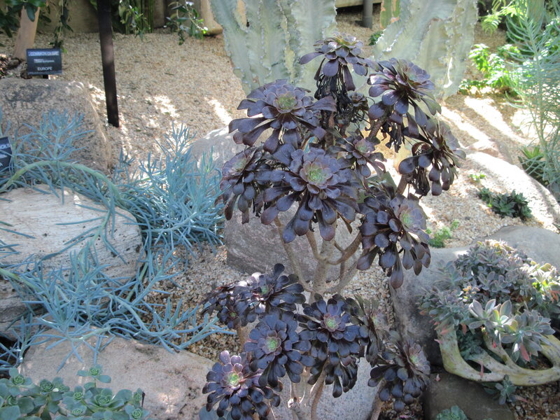 Dark Purple Succulent Plant