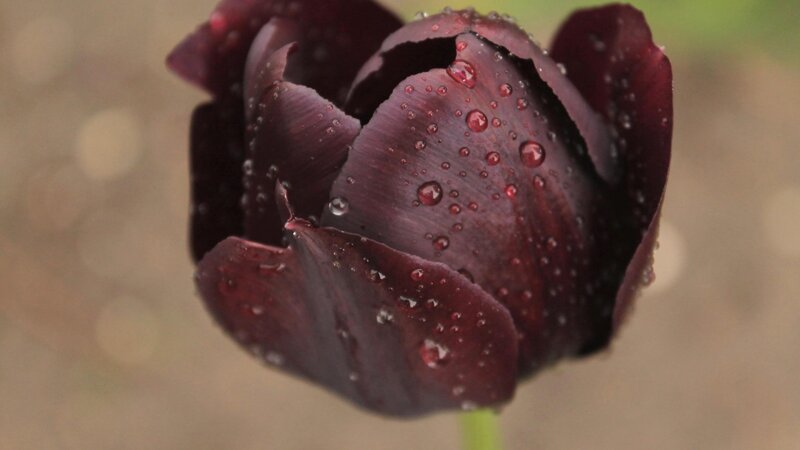 Dark Purple Tulip — Calm, Photograph