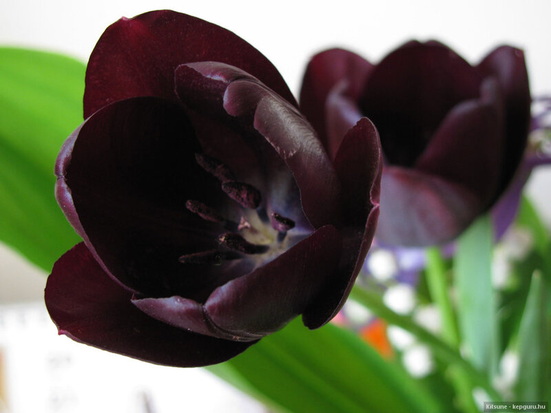 Dark Purple Tulip — Calm