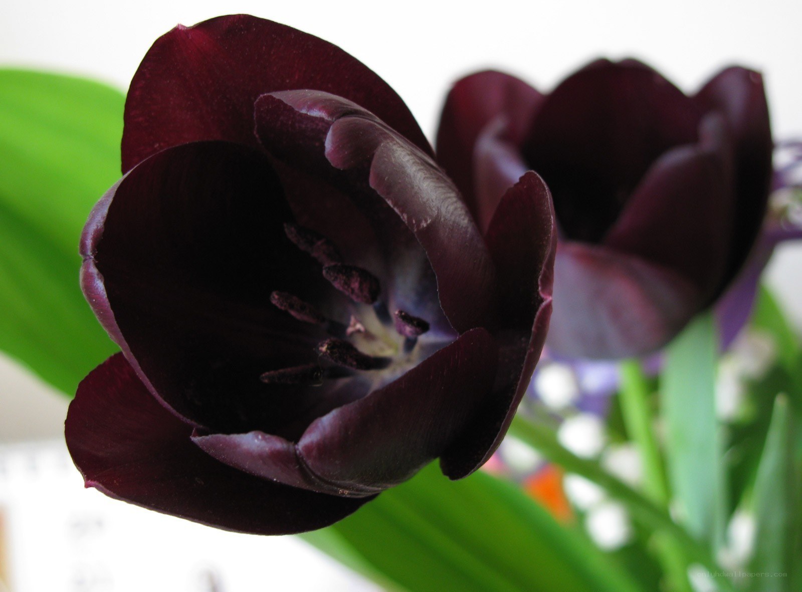 Dark purple tulip close-up
