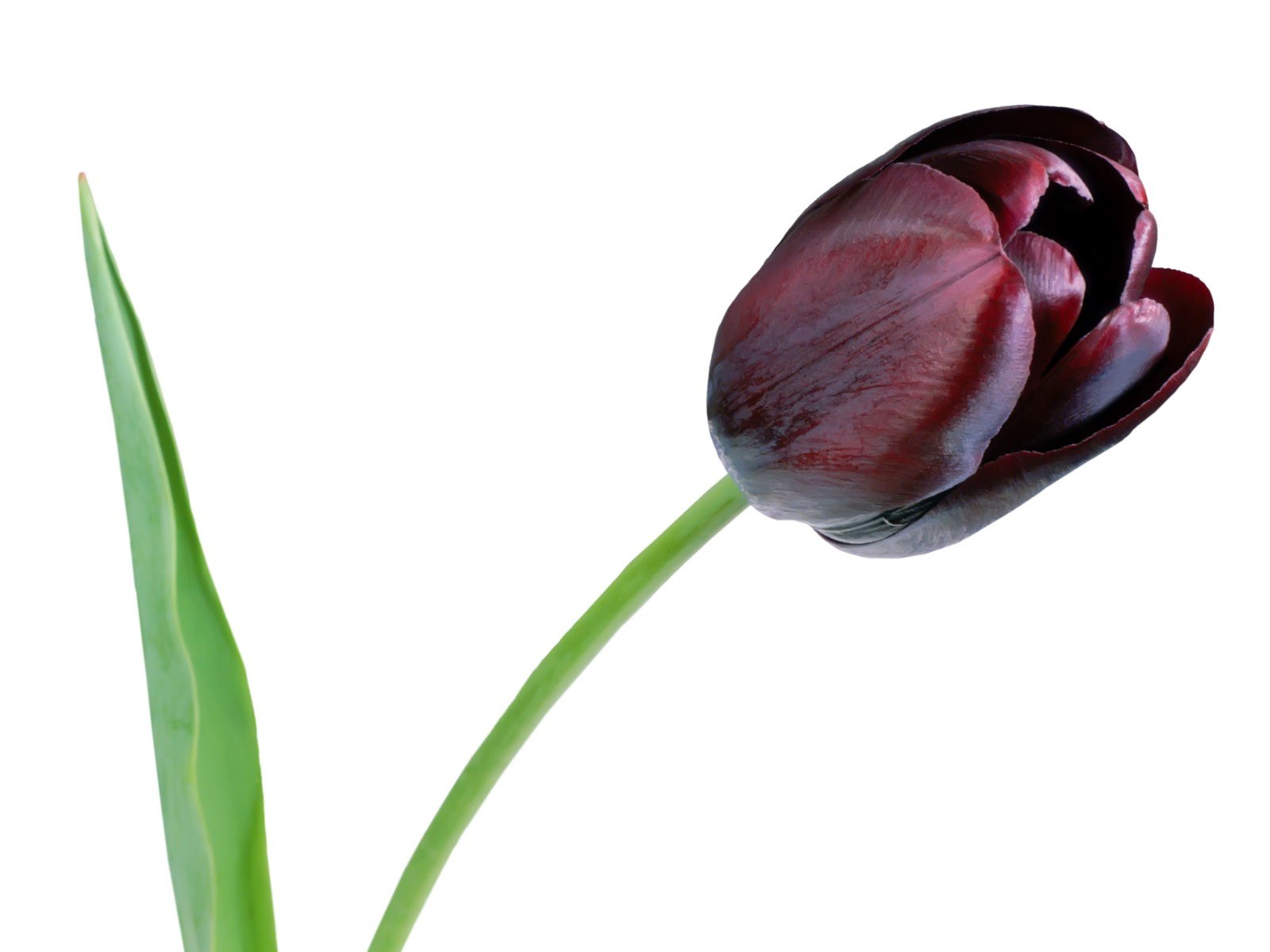 dark purple tulip flower