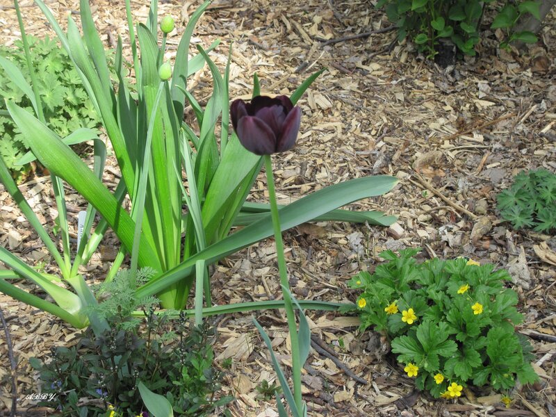 Dark Purple Tulip — Green