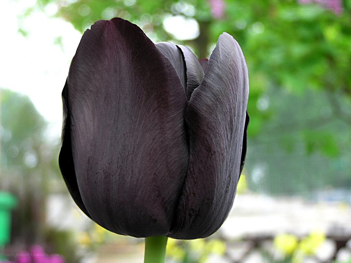 Dark purple tulip in bloom