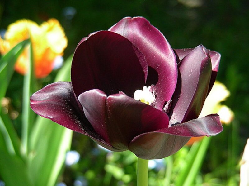 Dark Purple Tulip — Natural, Afternoon