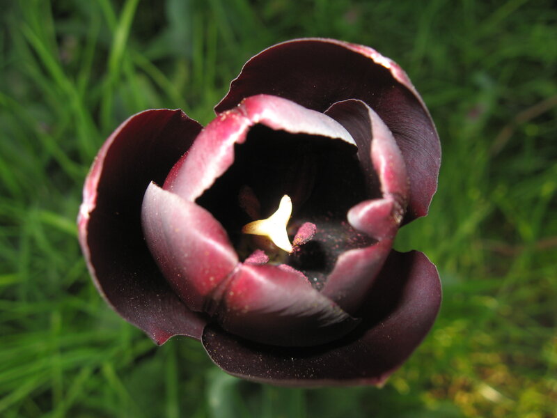 Dark Purple Tulip — Natural