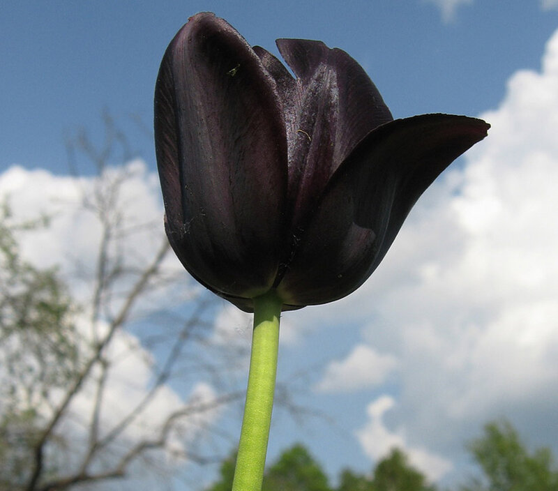 Dark Purple Tulip — Serene, Afternoon