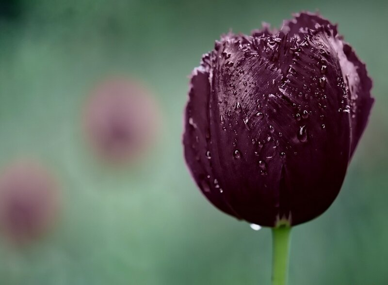 Dark Purple Tulip — Serene, Photograph