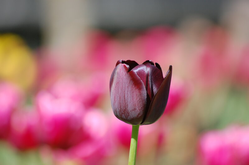 Dark Purple Tulip — Serene