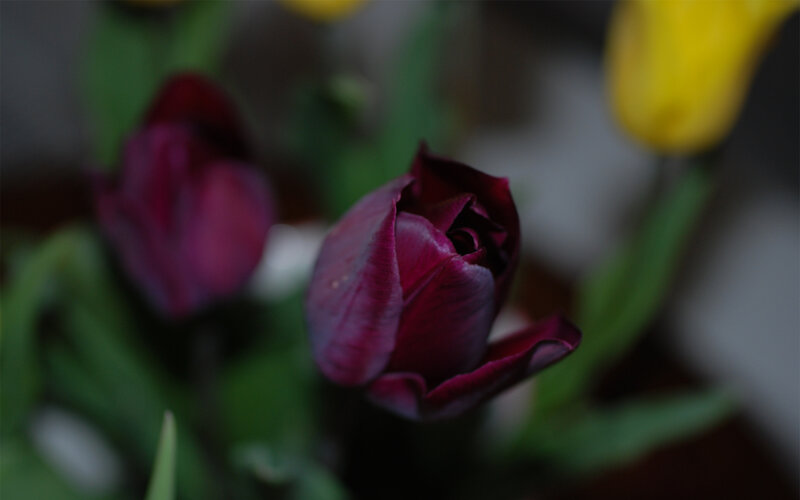 Dark Purple Tulip