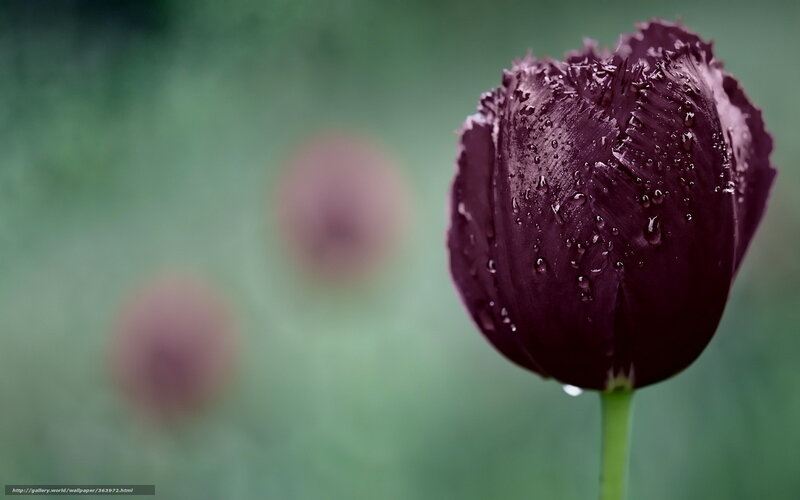 Dark purple tulip with water droplets