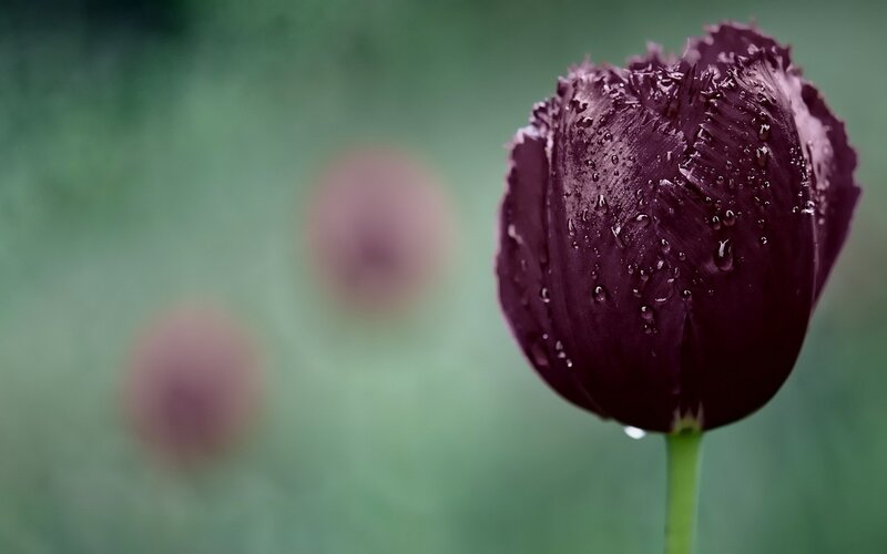 dark purple tulip with water droplets