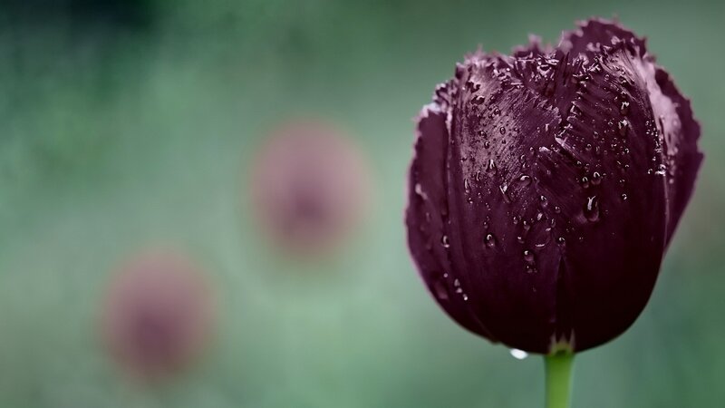 dark purple tulip with water droplets