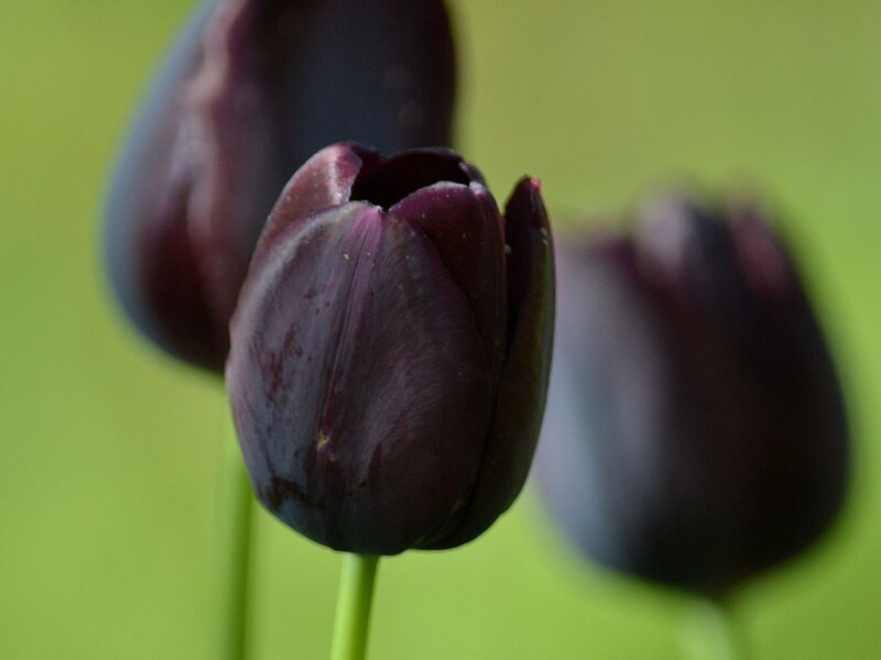 Dark Purple Tulips — Calm, Photograph