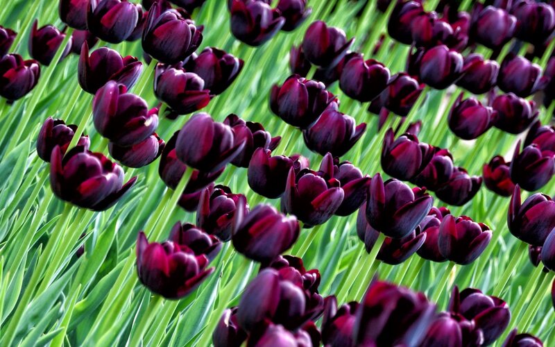 Dark Purple Tulips — Calm, Spring, Photograph