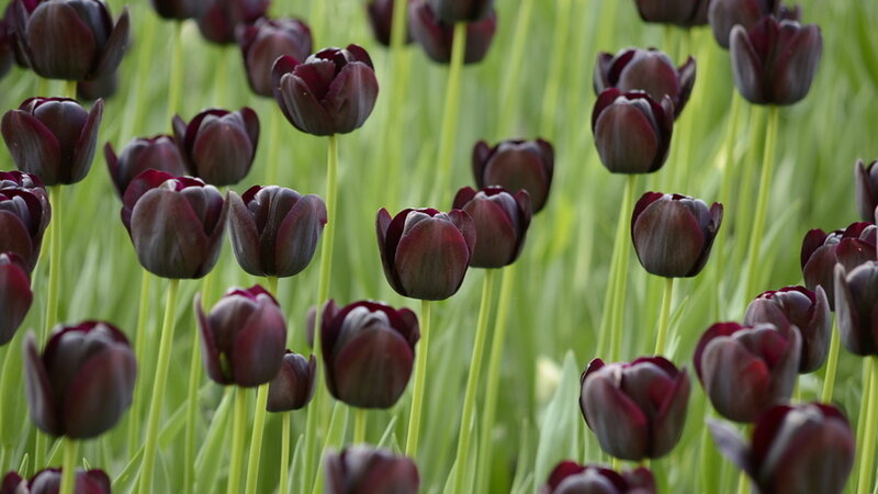 Dark Purple Tulips — Calm, Spring