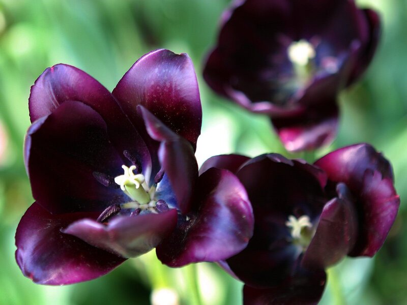 Dark Purple Tulips — Calm
