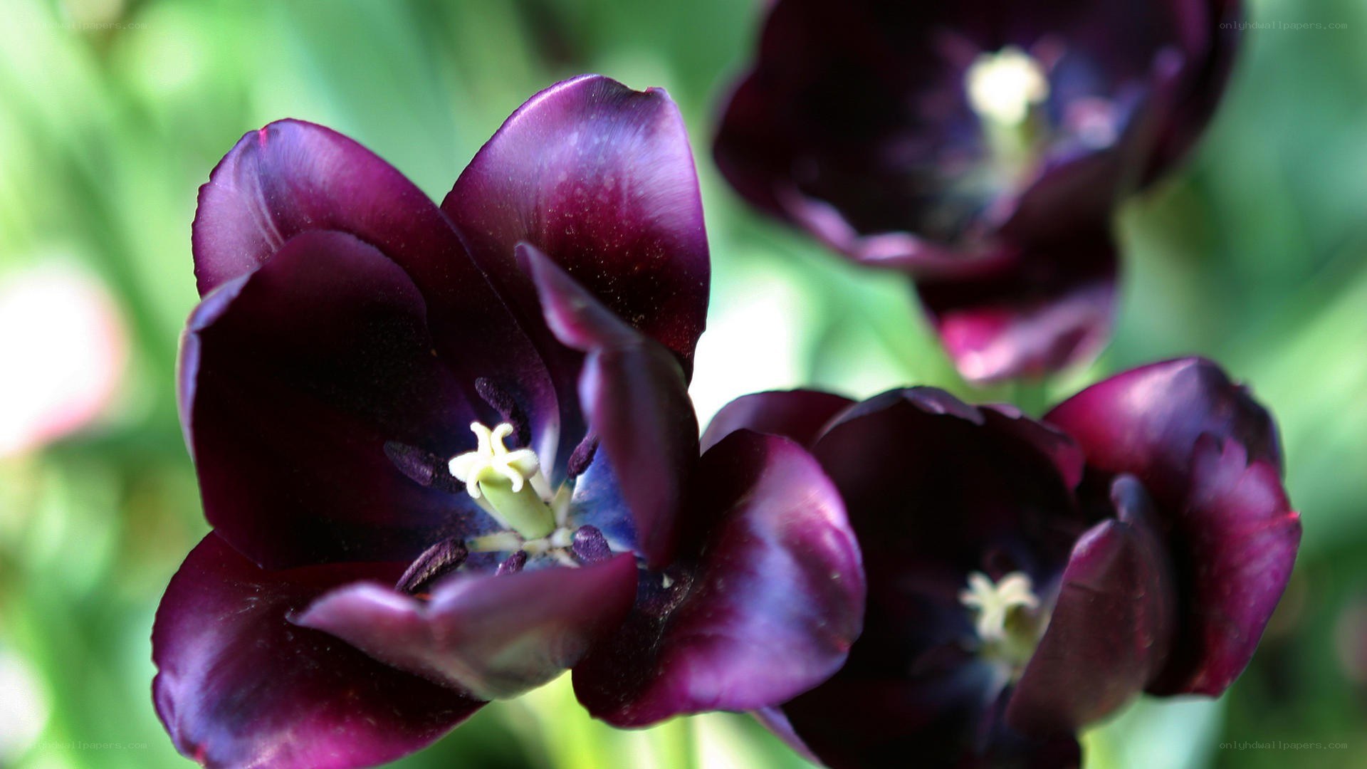 dark purple tulips in bloom