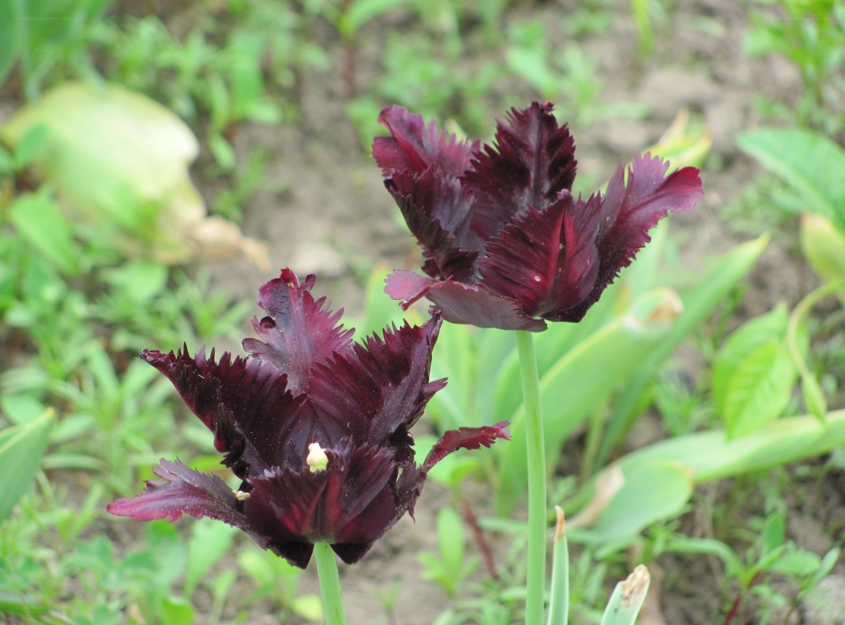Dark purple tulips in garden