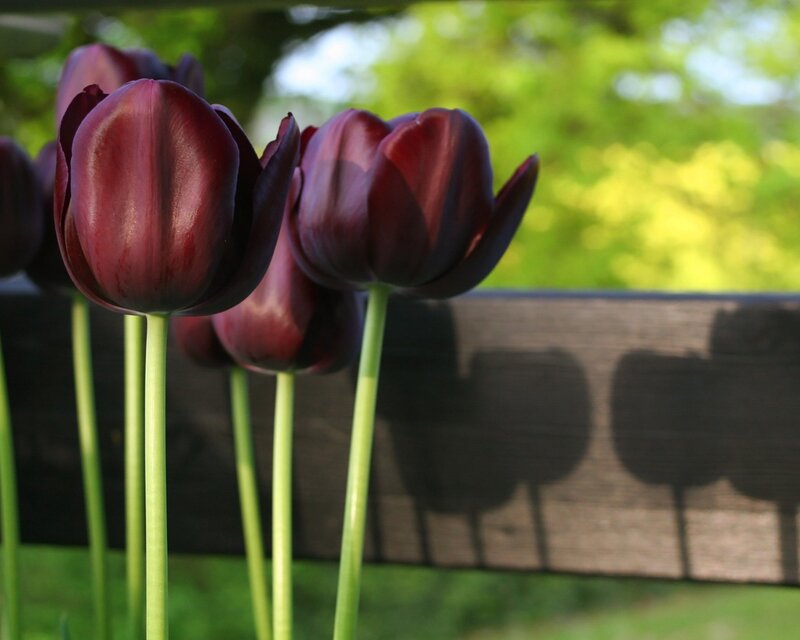 Dark Purple Tulips — Serene, Afternoon