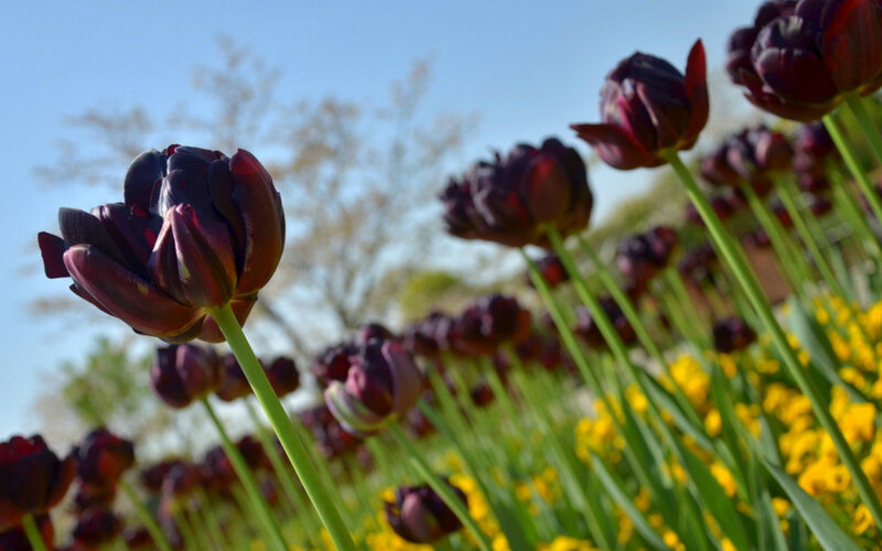 Dark Purple Tulips — Serene, Spring
