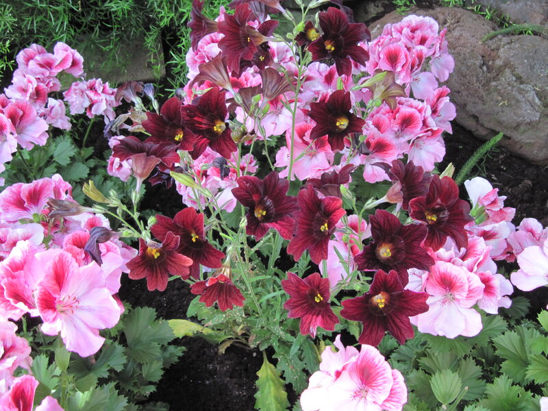 Dark Red and Pink Flowers