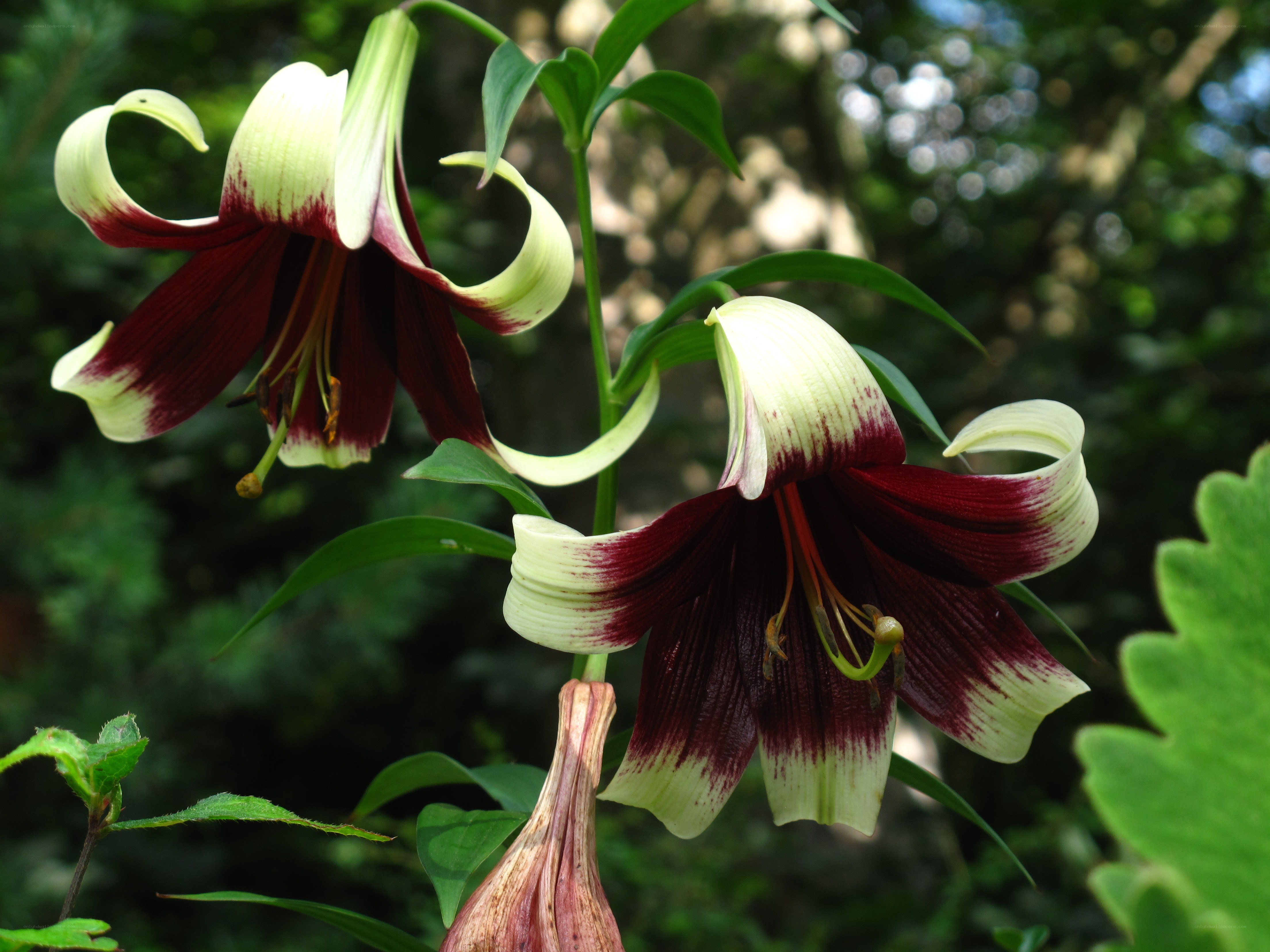 dark red and white lilies