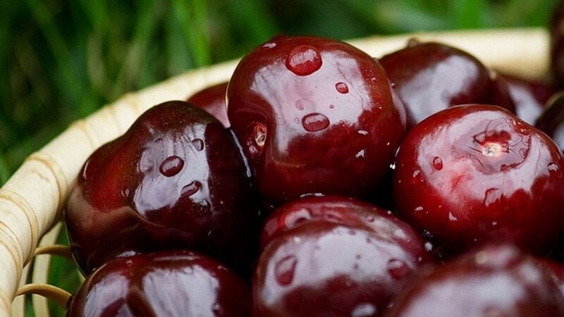 Dark Red Cherries