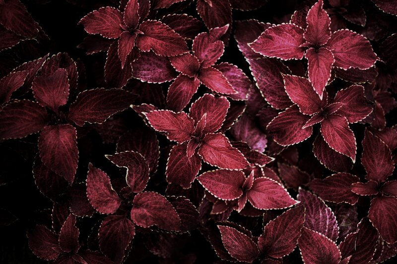Dark Red Coleus Leaves