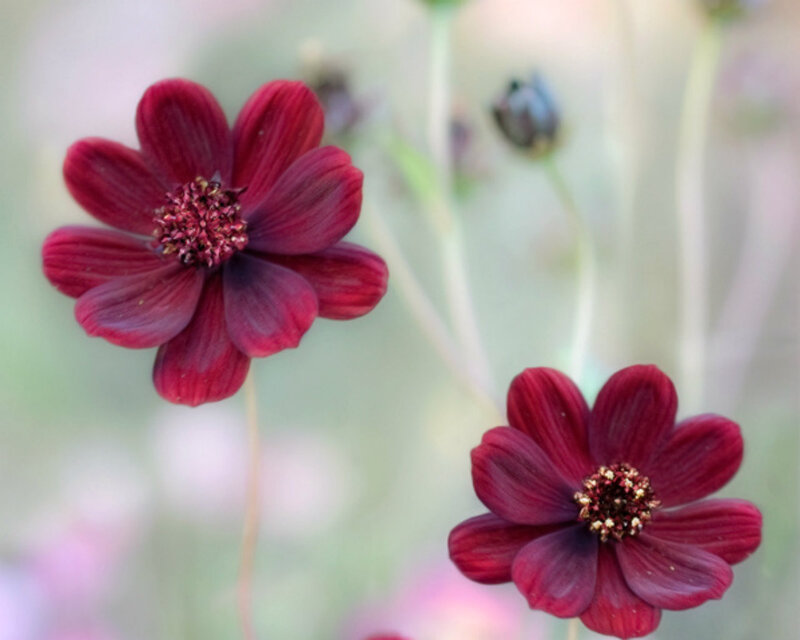 Dark Red Cosmos Flowers