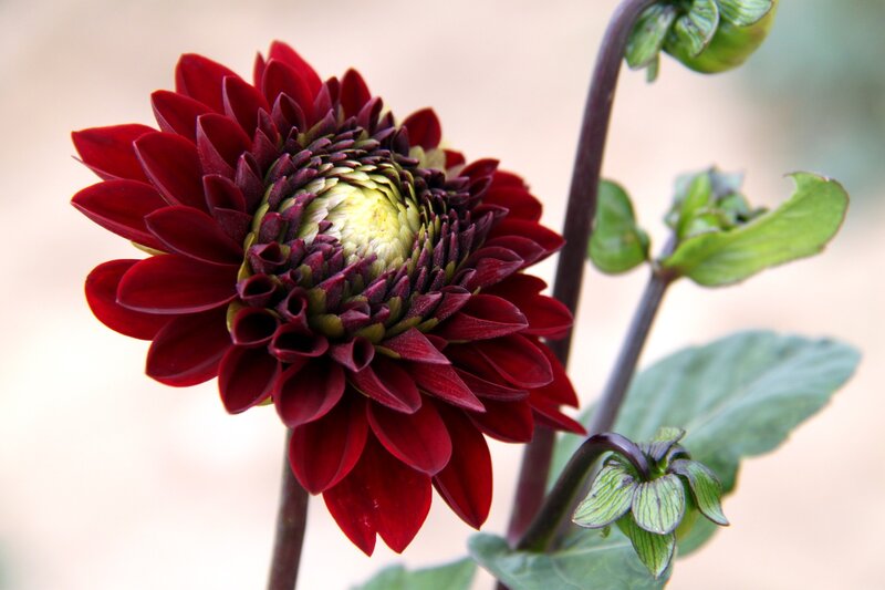 Dark Red Dahlia Flower — Calm, Photograph