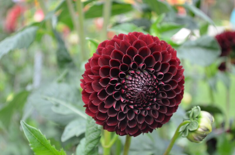 Dark Red Dahlia Flower — Calm