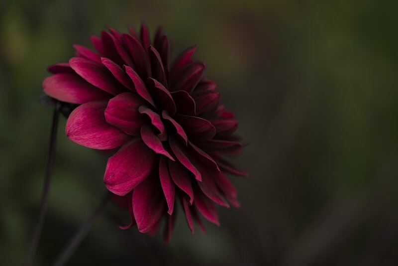 Dark Red Dahlia Flower — Dramatic, Photograph, Stem