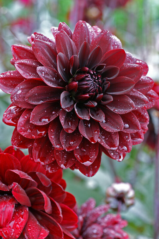 Dark Red Dahlia Flower — Dramatic, Photograph