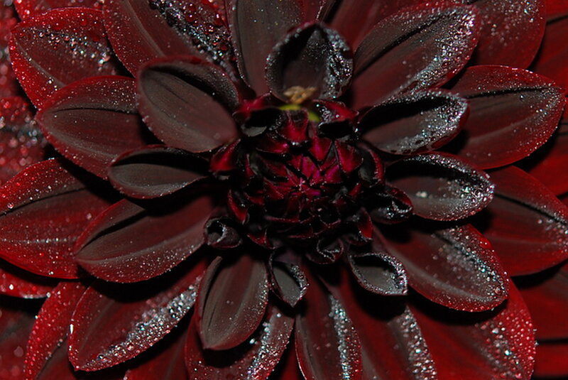 Dark Red Dahlia Flower — Dramatic