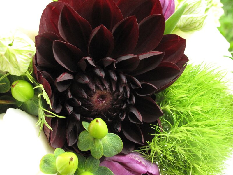 Dark Red Dahlia Flower — Maroon, Calm