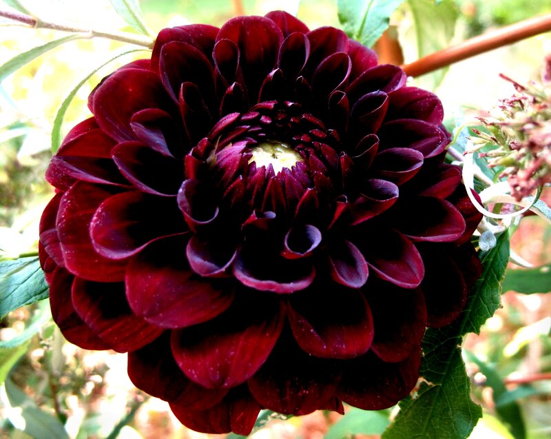 Dark Red Dahlia Flower — Maroon