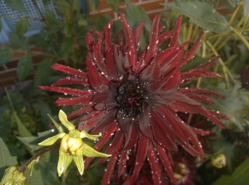 Dark Red Dahlia Flower — Natural
