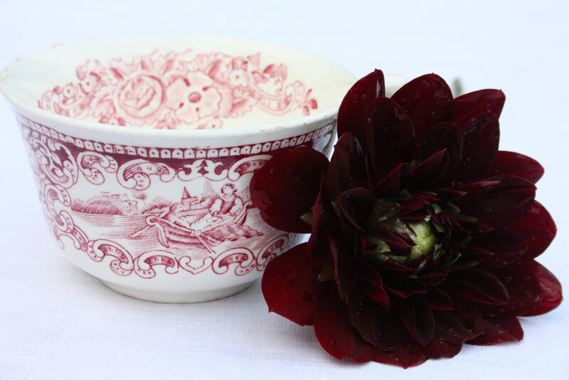 Dark Red Dahlia Flower