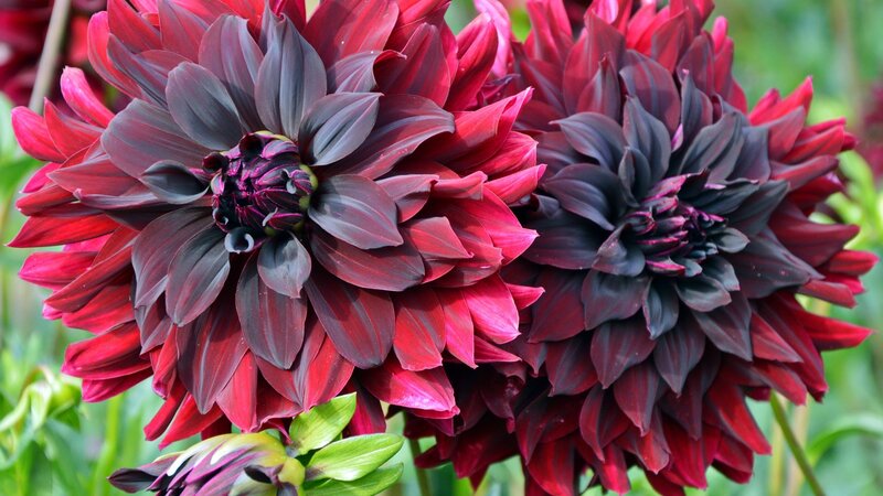 Dark Red Dahlia Flowers — Natural