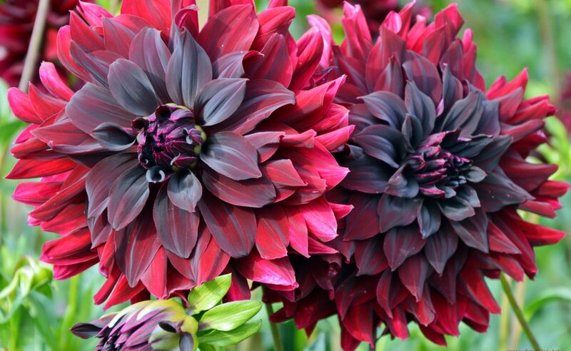 Dark Red Dahlia Flowers
