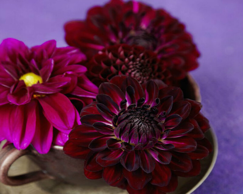 Dark Red Dahlias in Cup