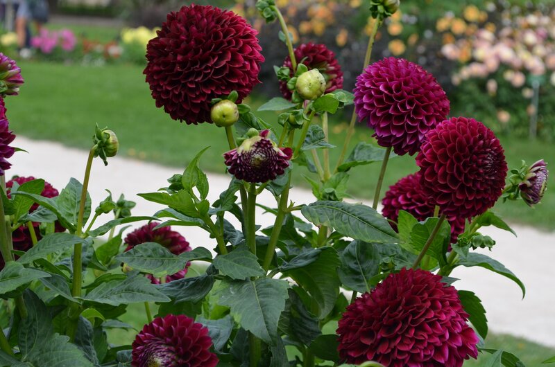 Dark Red Dahlias in Garden — Maroon