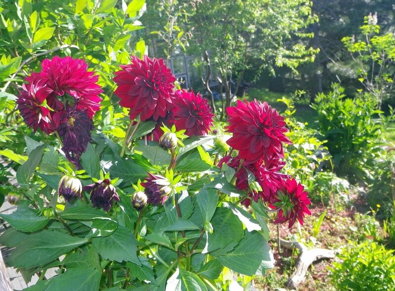 Dark Red Dahlias in Garden — Serene