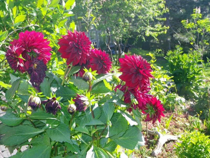 Dark Red Dahlias in Garden