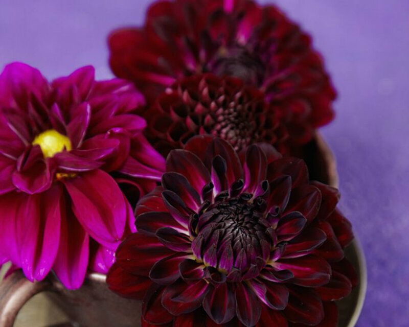 Dark Red Dahlias in Vase